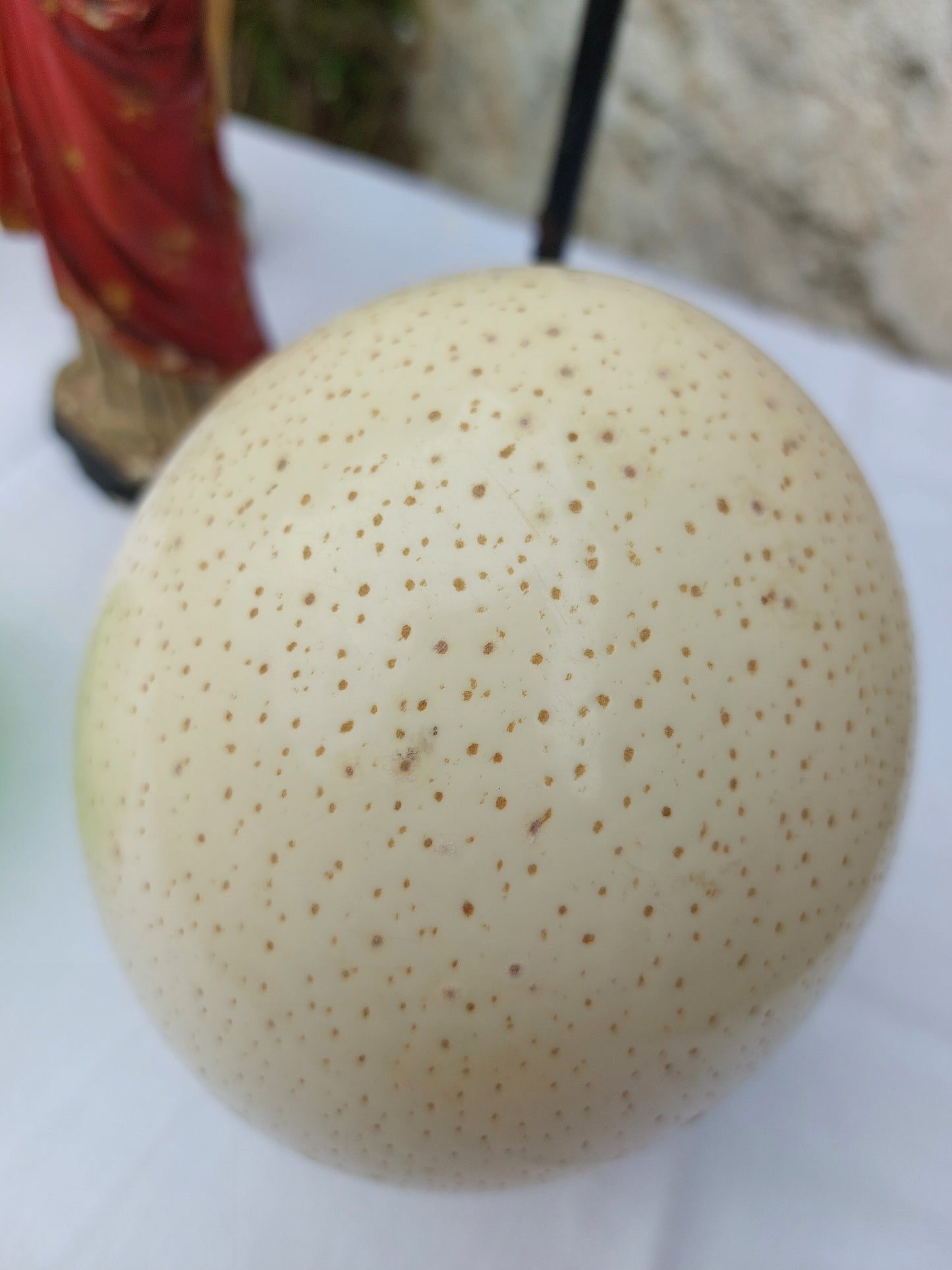 Œuf d'autruche