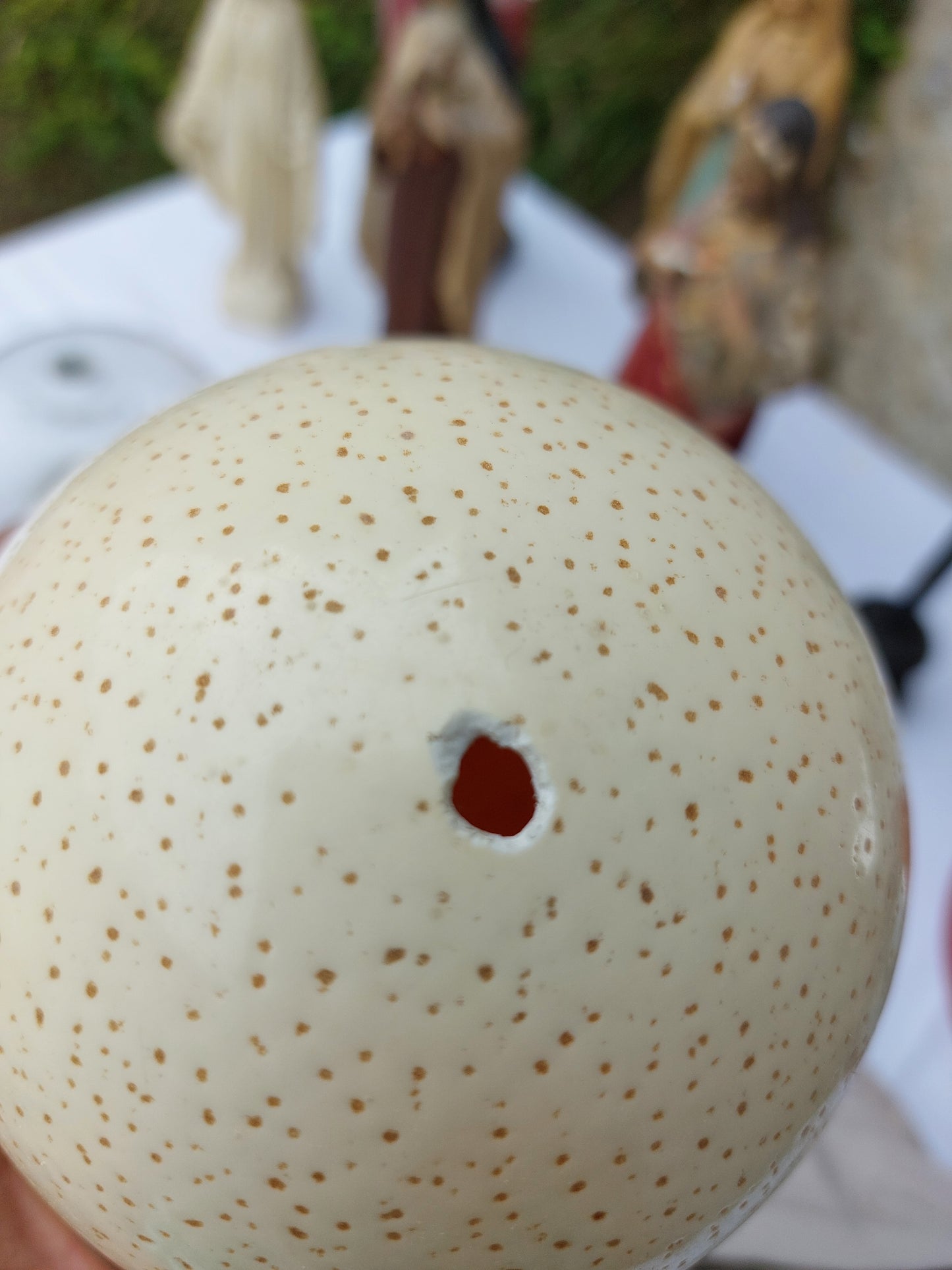 Œuf d'autruche