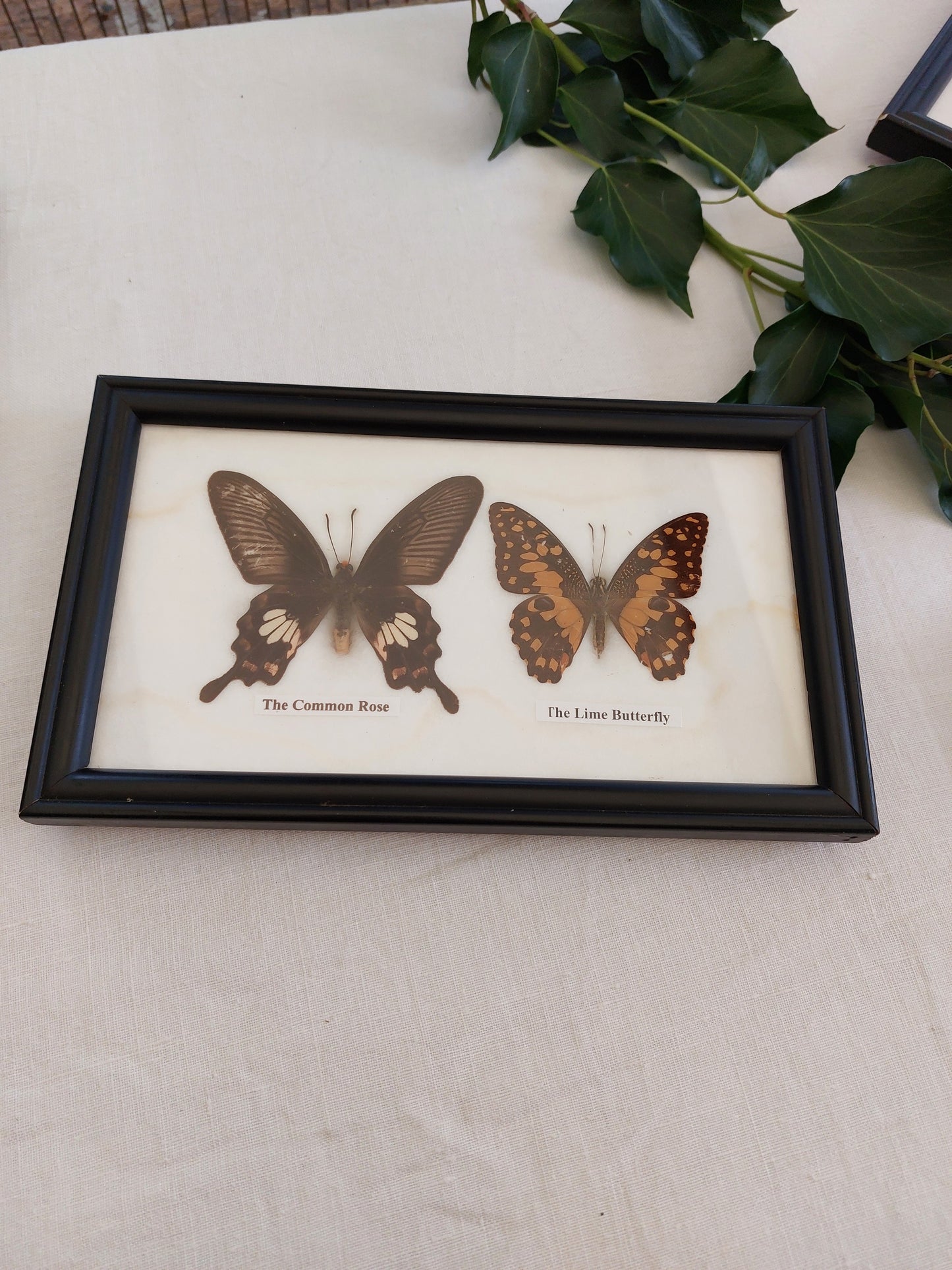Cadre 1 Papillons naturalisés vintage