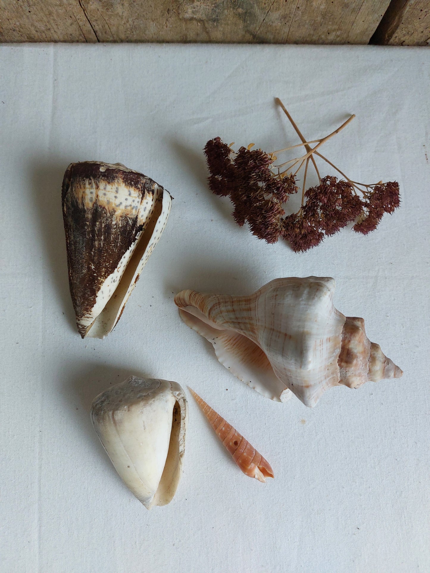 Coquillages naturels - Lot 3