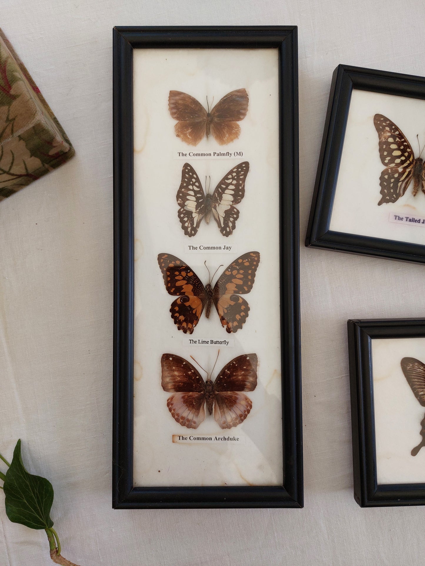 Cadre 4 Papillons naturalisés vintage