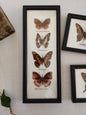 Cadre 4 Papillons naturalisés vintage