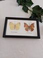 Cadre 3 Papillons naturalisés vintage