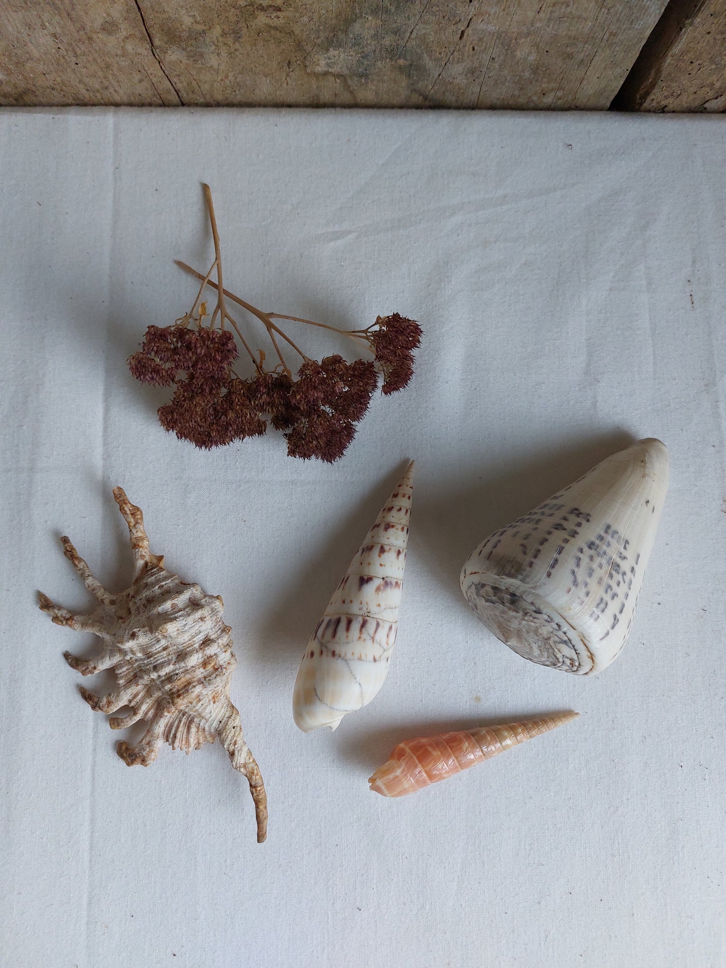 Coquillages naturels - Lot 1