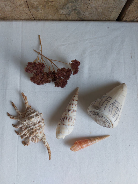 Coquillages naturels - Lot 1