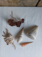 Coquillages naturels - Lot 1