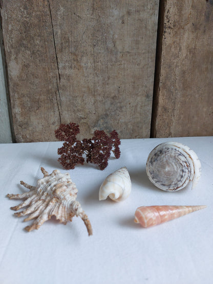 Coquillages naturels - Lot 1