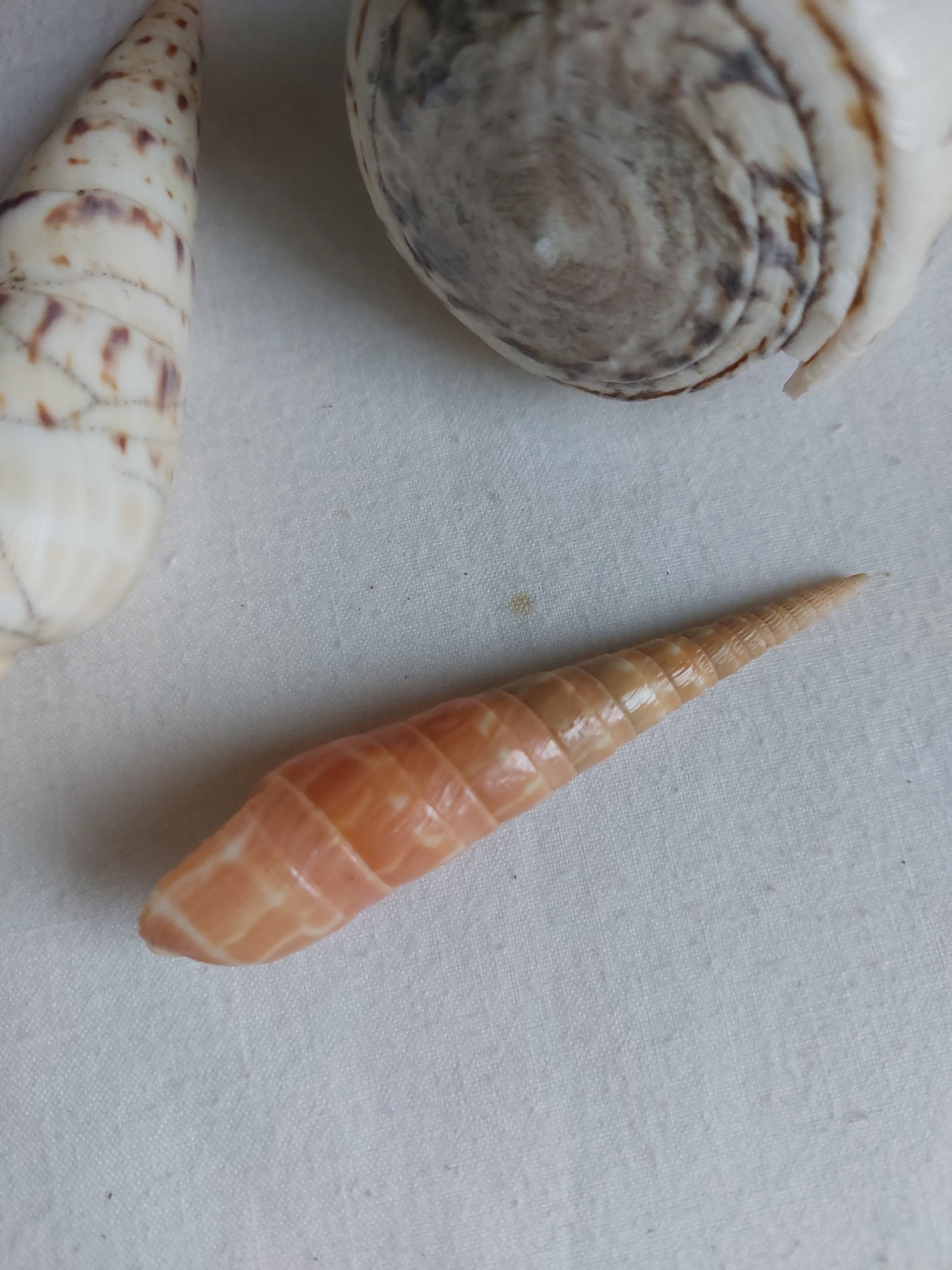 Coquillages naturels - Lot 1