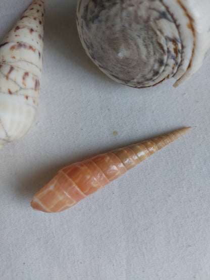 Coquillages naturels - Lot 1