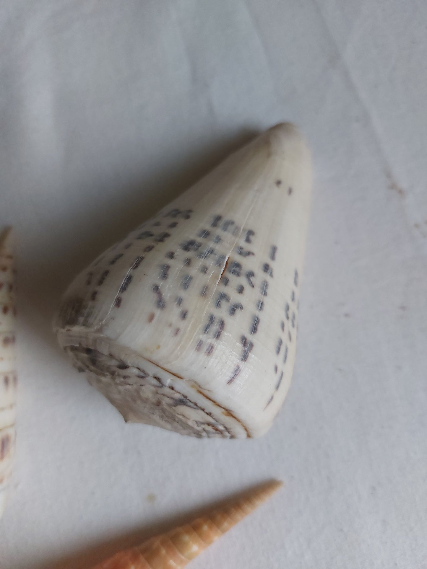 Coquillages naturels - Lot 1
