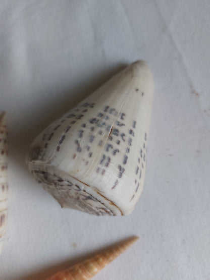 Coquillages naturels - Lot 1