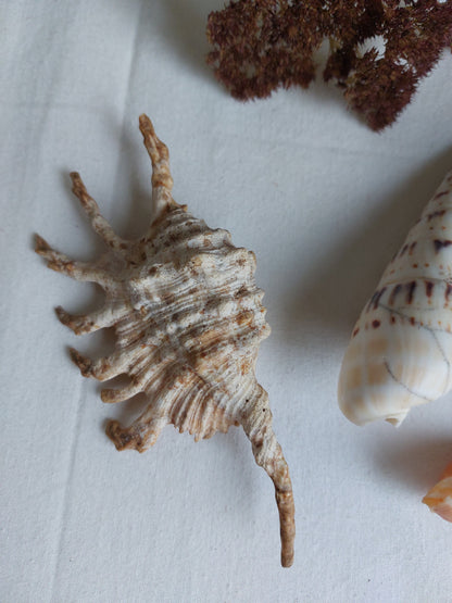 Coquillages naturels - Lot 1