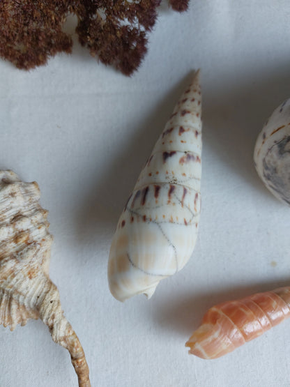 Coquillages naturels - Lot 1