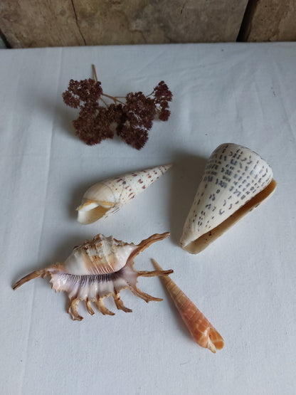 Coquillages naturels - Lot 1