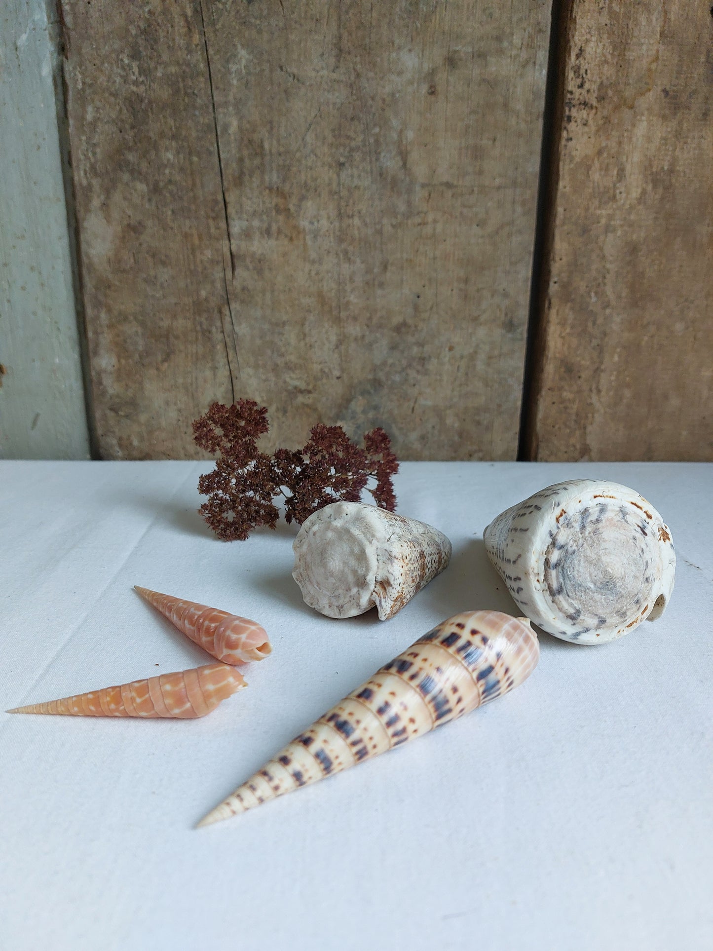 Coquillages naturels - Lot 2