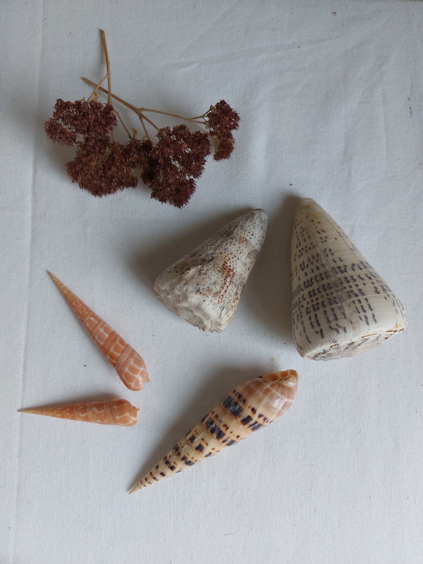 Coquillages naturels - Lot 2