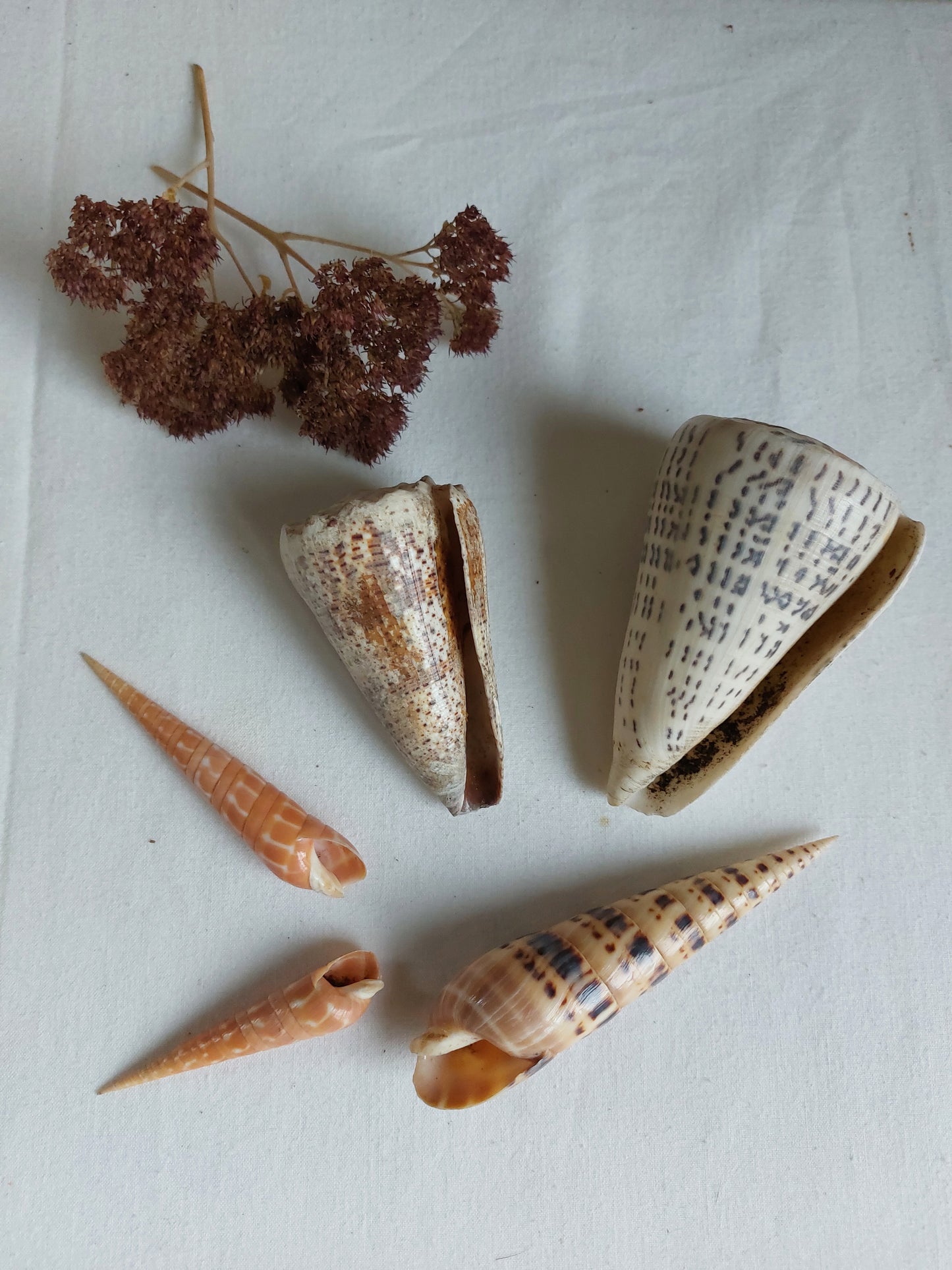 Coquillages naturels - Lot 2