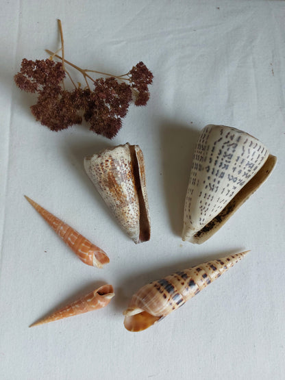 Coquillages naturels - Lot 2