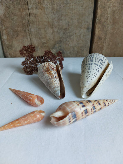 Coquillages naturels - Lot 2