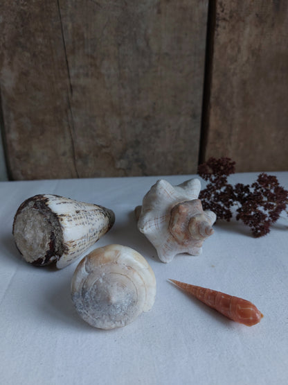 Coquillages naturels - Lot 3