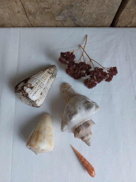 Coquillages naturels - Lot 3