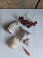 Coquillages naturels - Lot 3