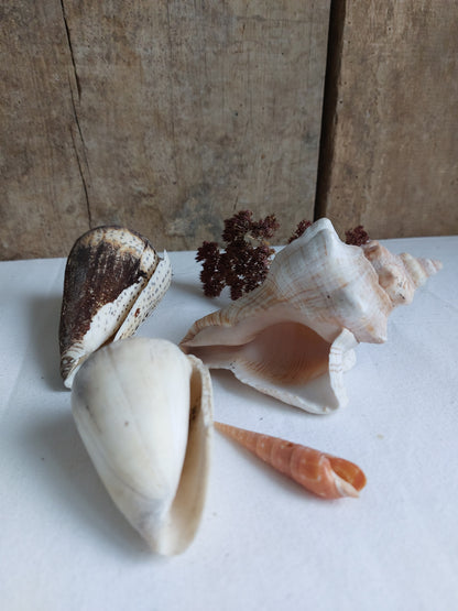 Coquillages naturels - Lot 3