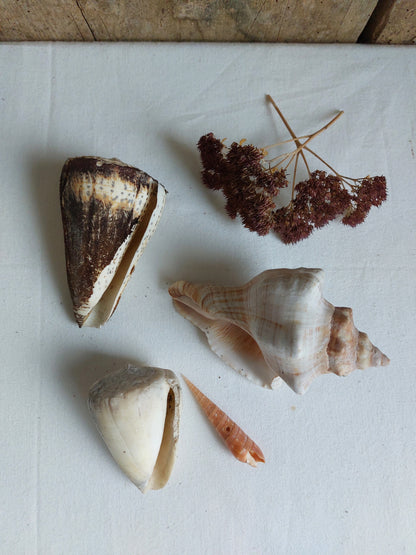 Coquillages naturels - Lot 3