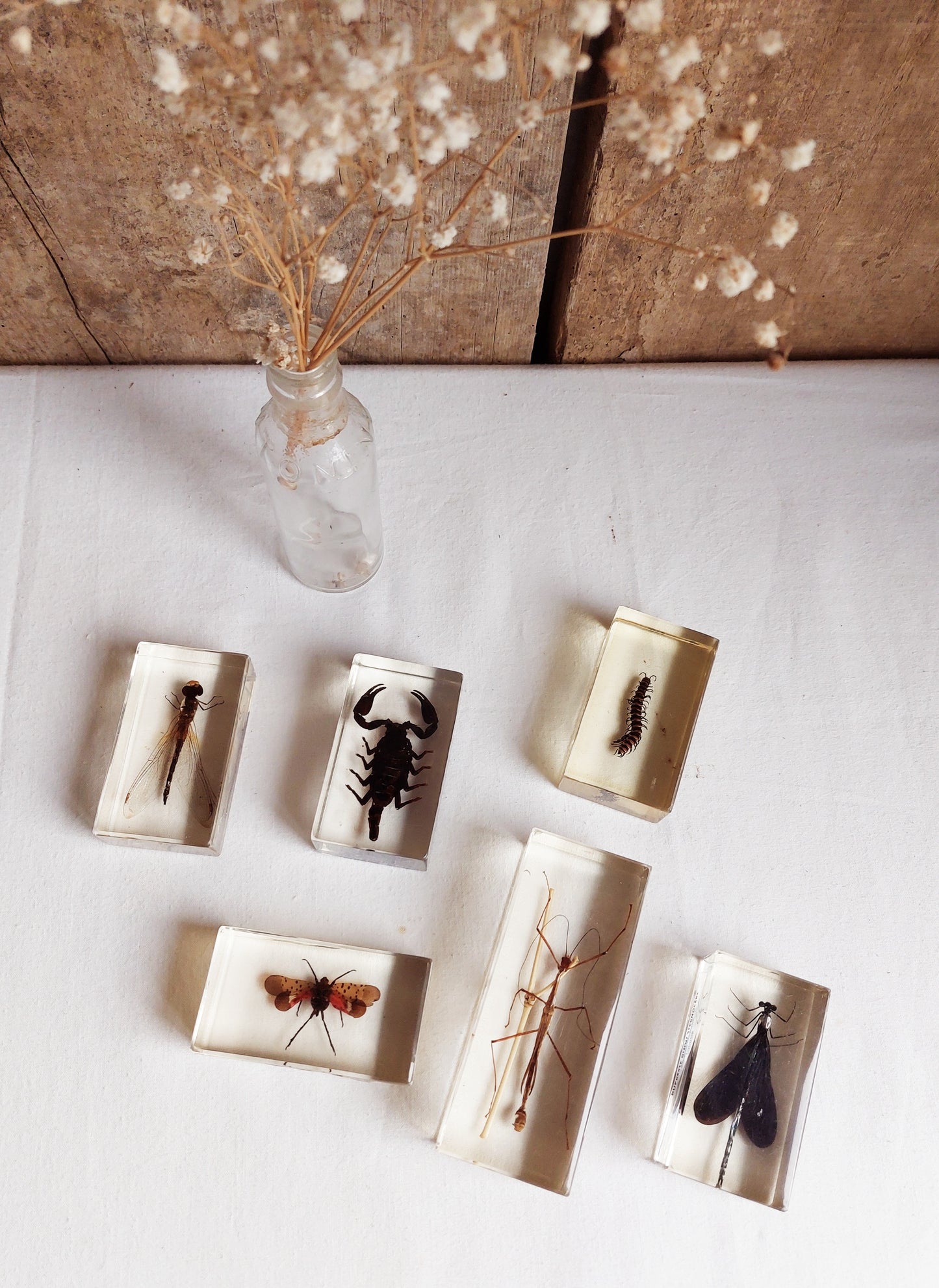 Lot d’inclusions d’insectes en résine