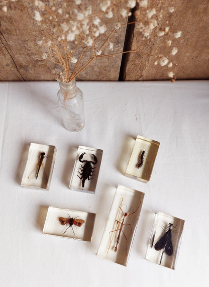 Lot d’inclusions d’insectes en résine