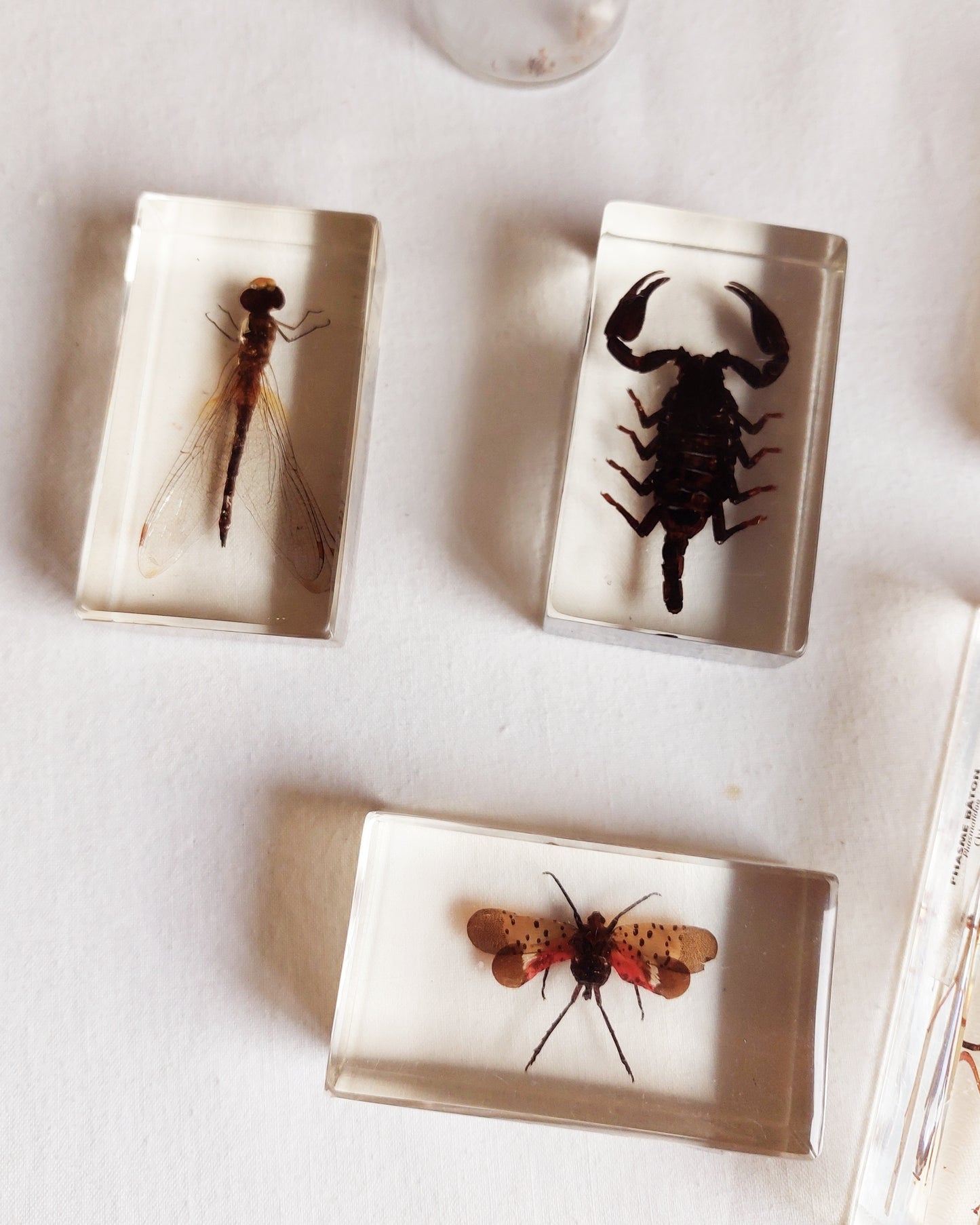 Lot d’inclusions d’insectes en résine