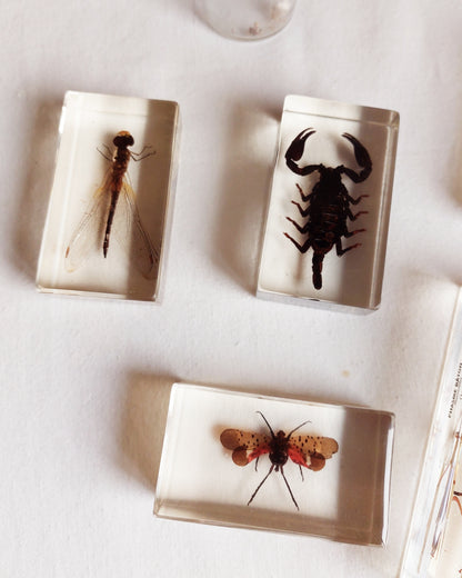 Lot d’inclusions d’insectes en résine