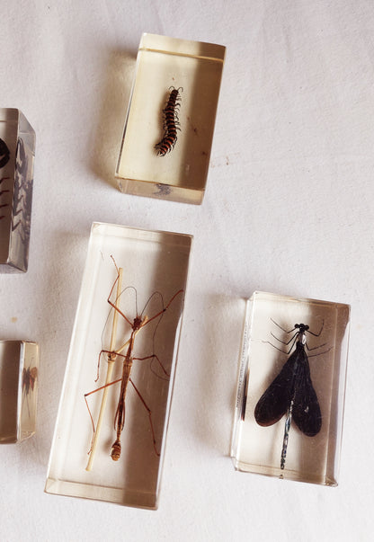 Lot d’inclusions d’insectes en résine