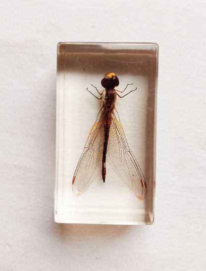 Lot d’inclusions d’insectes en résine