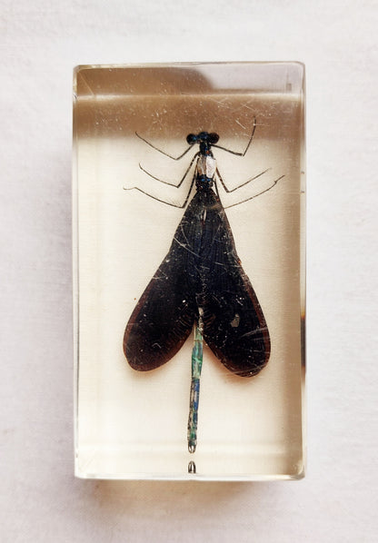 Lot d’inclusions d’insectes en résine