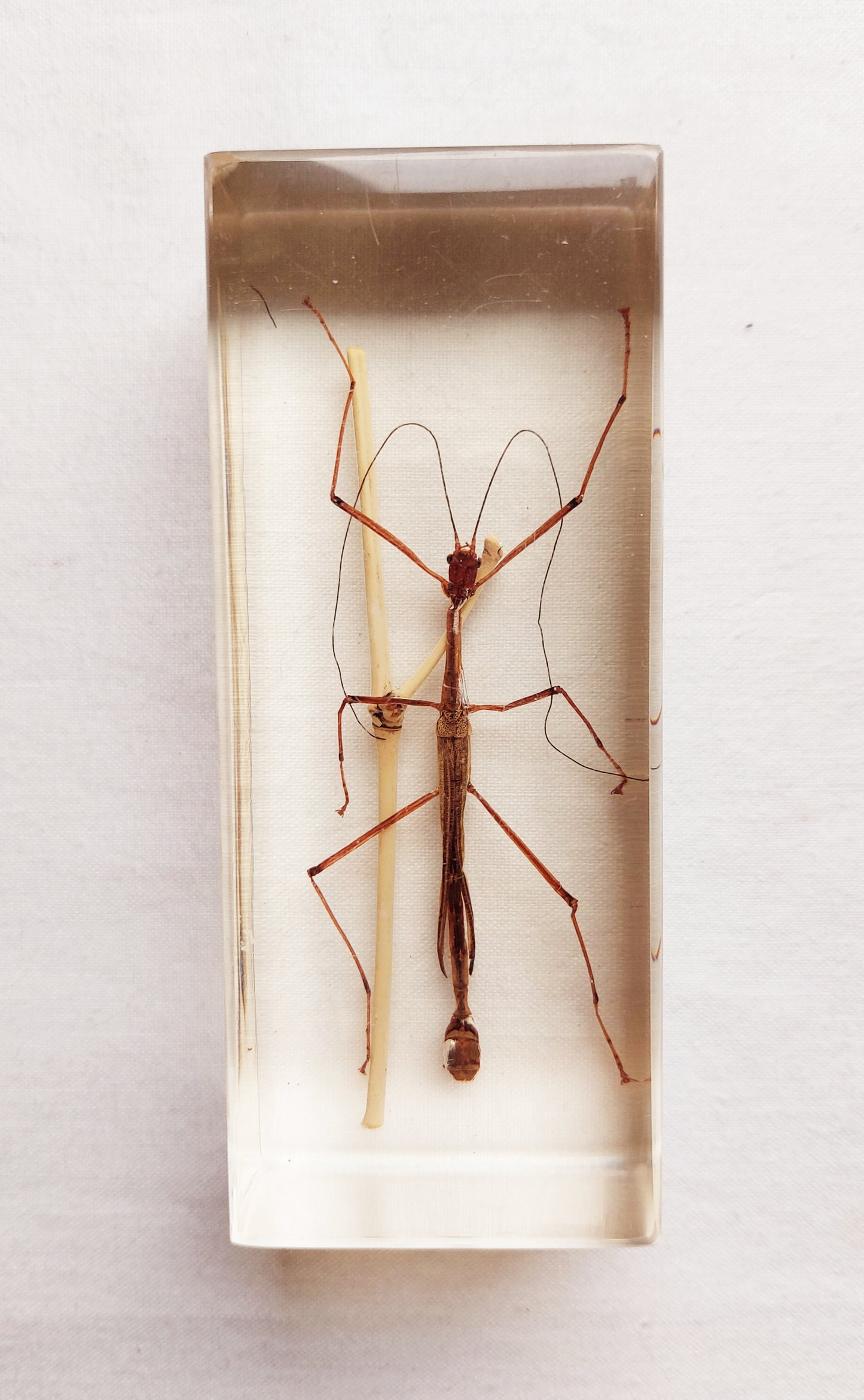 Lot d’inclusions d’insectes en résine