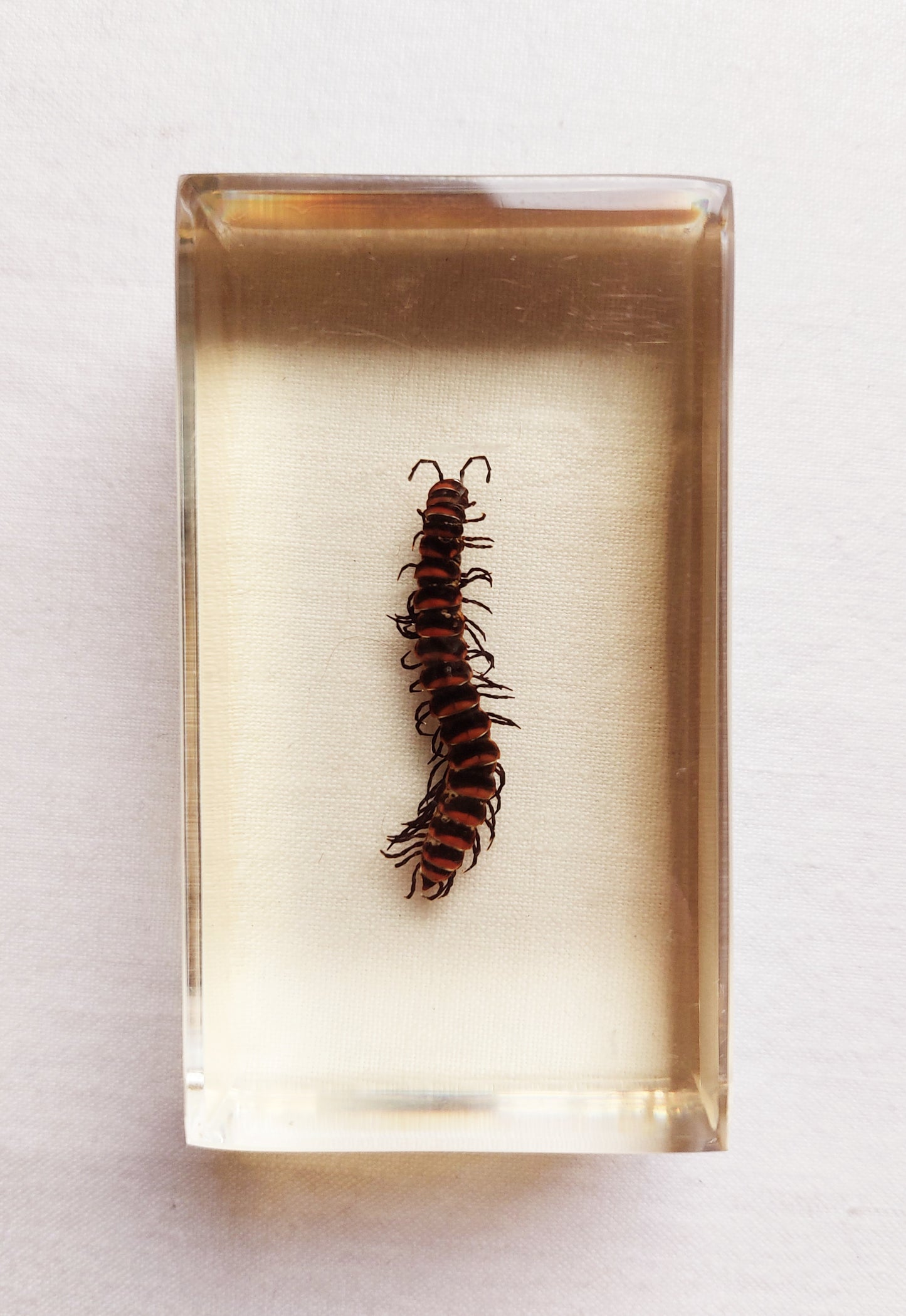 Lot d’inclusions d’insectes en résine