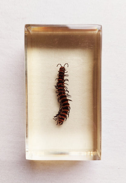Lot d’inclusions d’insectes en résine