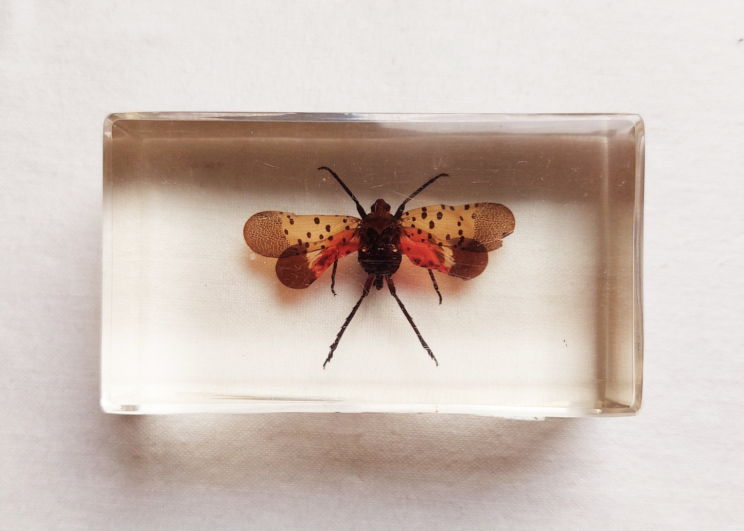 Lot d’inclusions d’insectes en résine