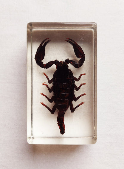 Lot d’inclusions d’insectes en résine
