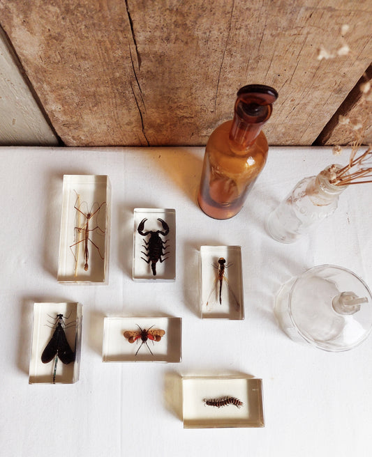 Lot d’inclusions d’insectes en résine