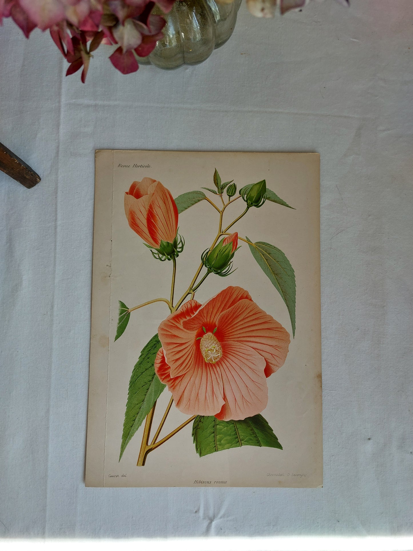 Gravure horticole "Hibiscus roseus" 1879