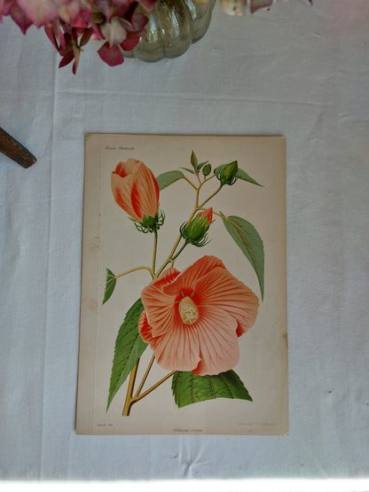 Gravure horticole "Hibiscus roseus" 1879