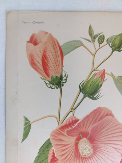 Gravure horticole "Hibiscus roseus" 1879