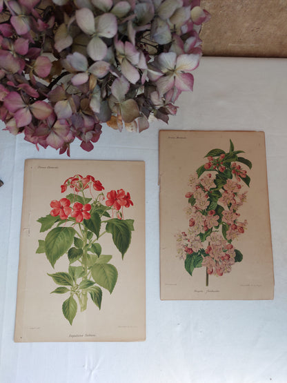 Gravure horticole "Weigela floribunda" 1893