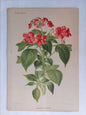 Gravure horticole "Impatiens Sultani" 1884