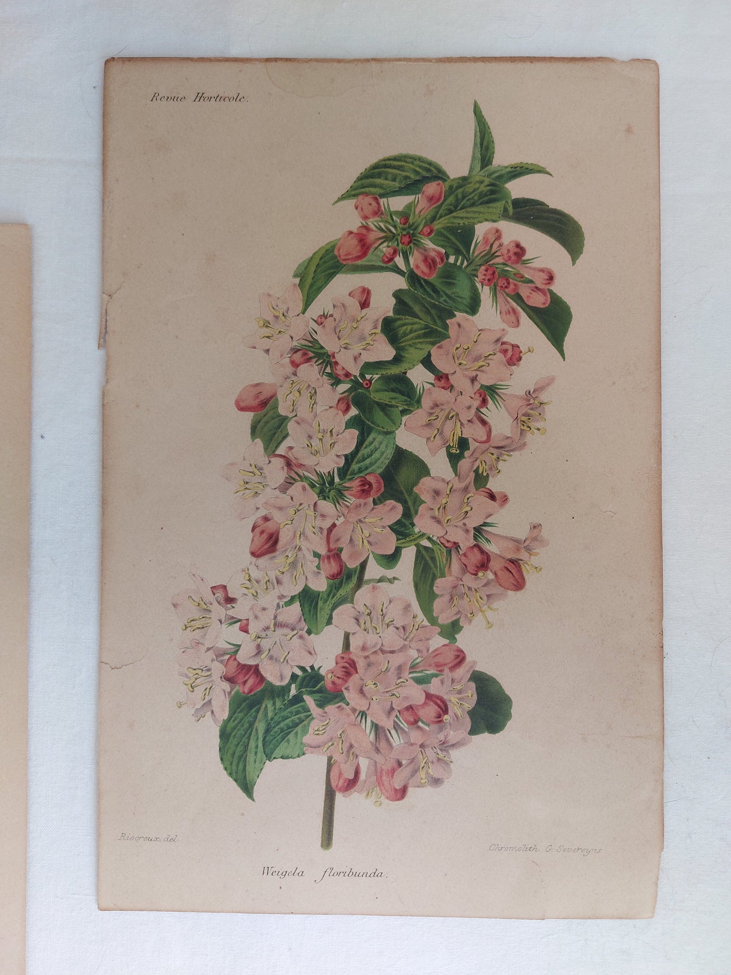Gravure horticole "Weigela floribunda" 1893