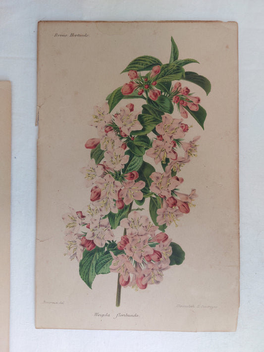 Gravure horticole "Weigela floribunda" 1893