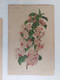 Gravure horticole "Weigela floribunda" 1893