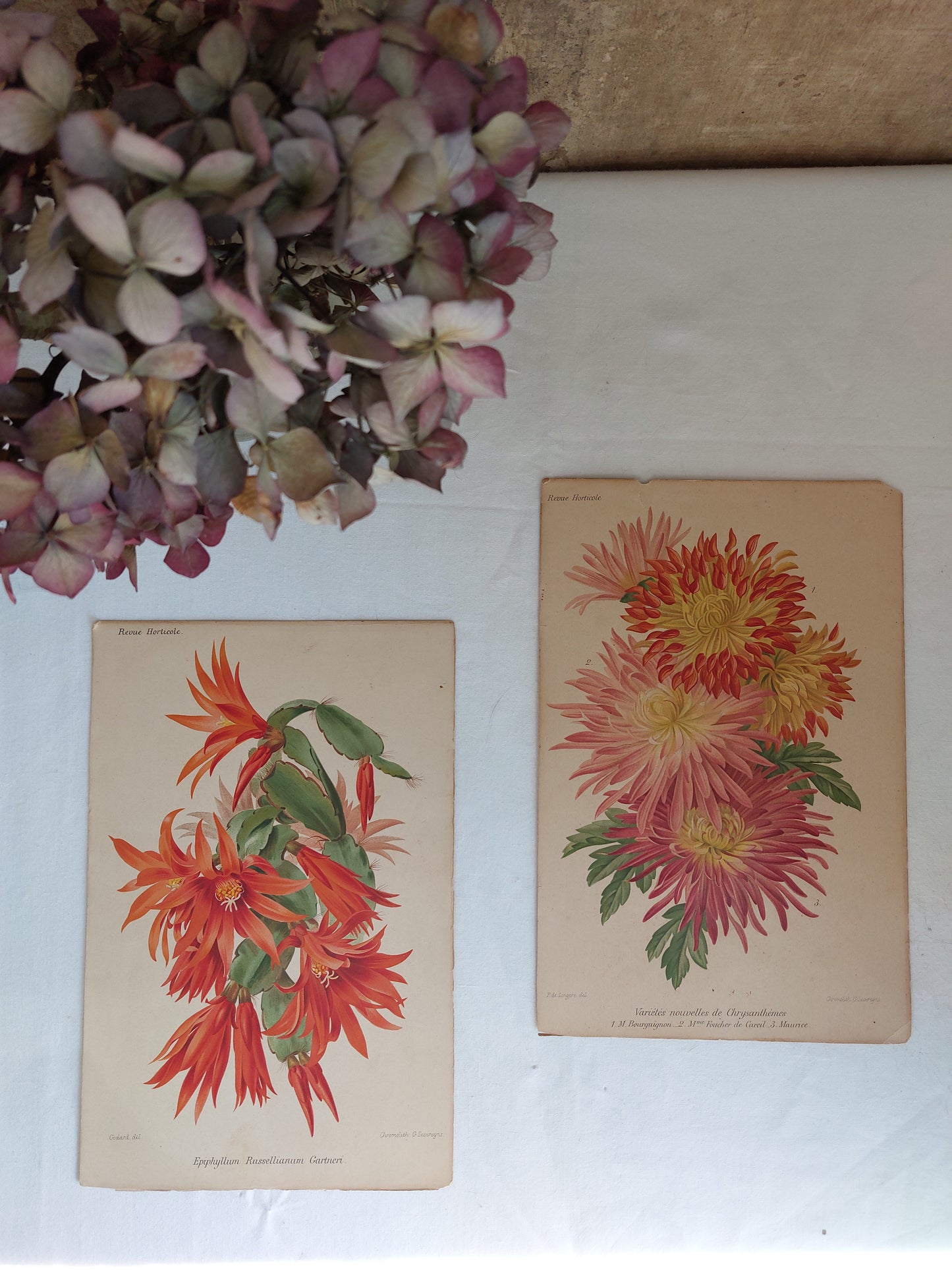 Gravure horticole "Variétés nouvelles de Chrysanthèmes" 1881